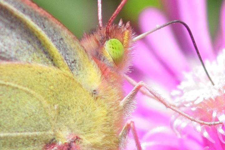 Canon EOS 60D + Canon EF100mm F2 USM + Extension Tube EF12II