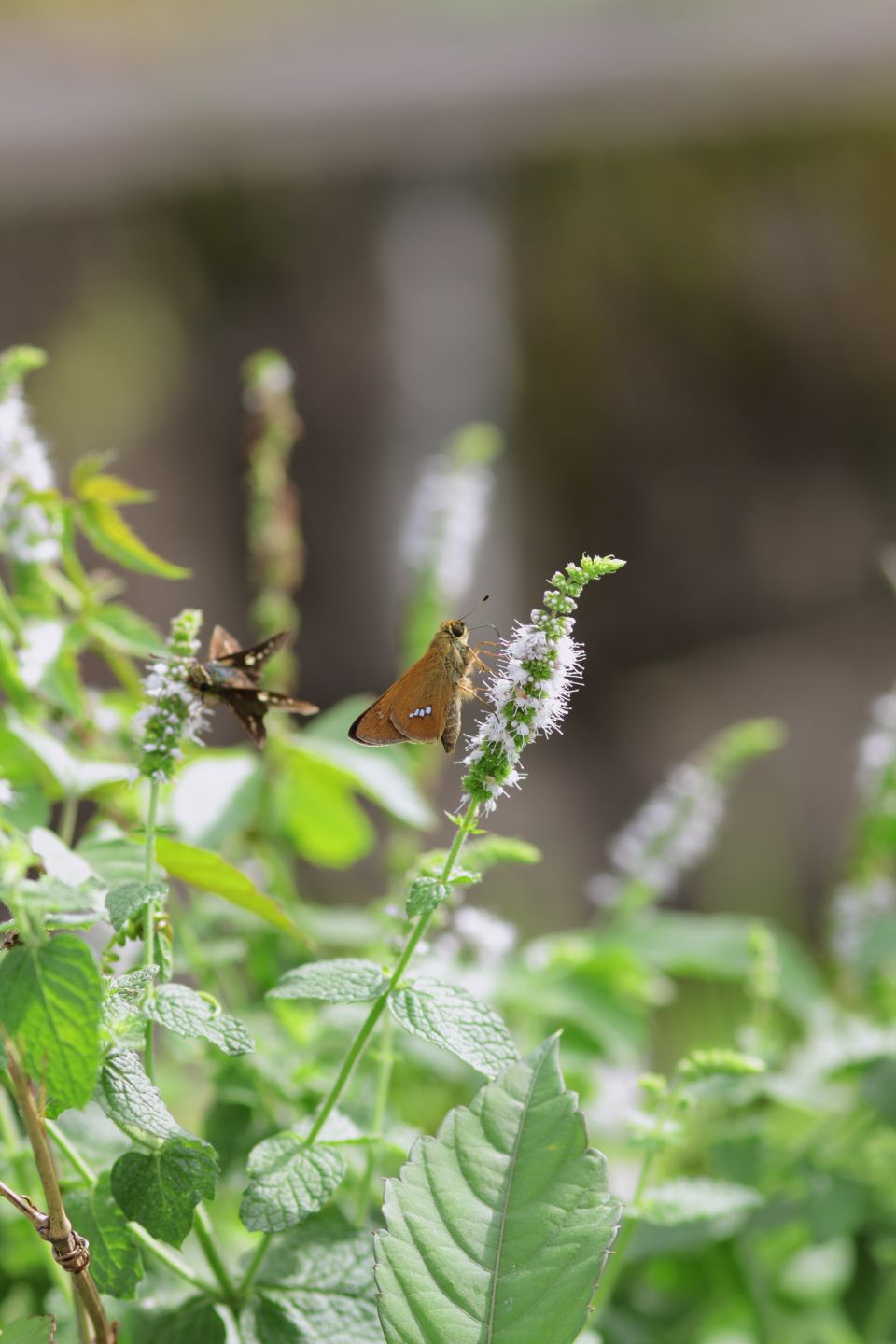 Canon EOS 60D + Canon EF100mm F2 USM