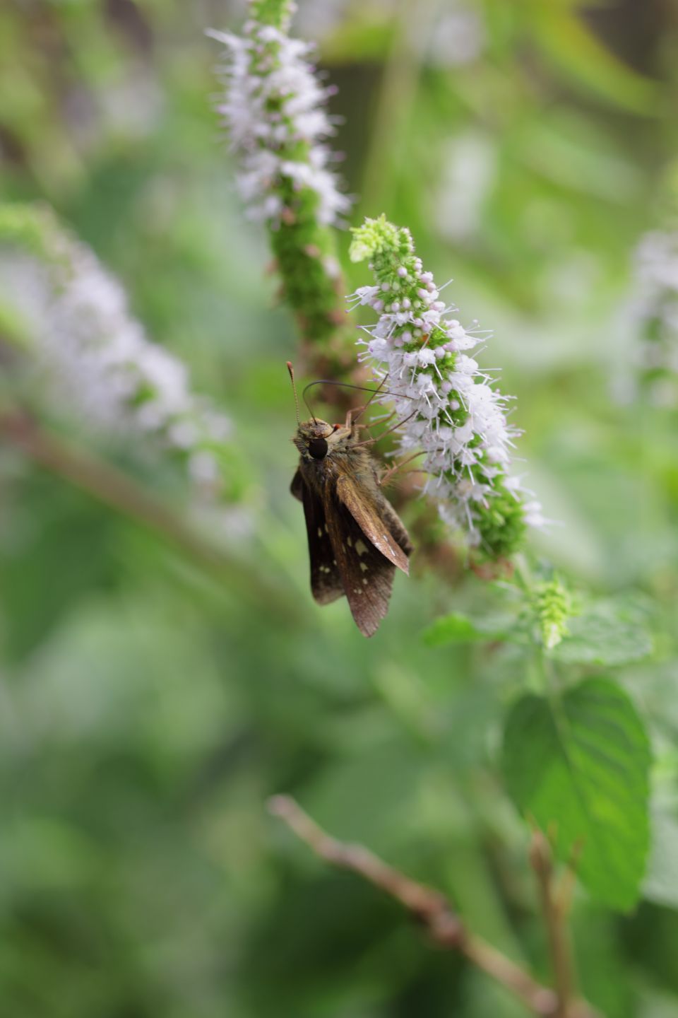 Canon EOS 60D + Canon EF100mm F2 USM