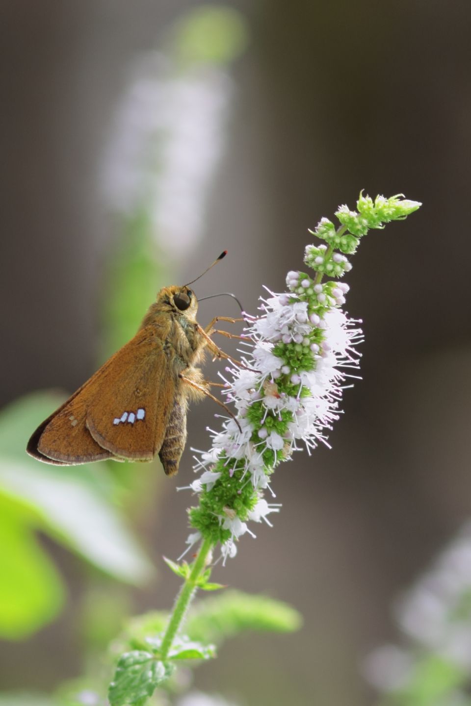 Canon EOS 60D + Canon EF100mm F2 USM