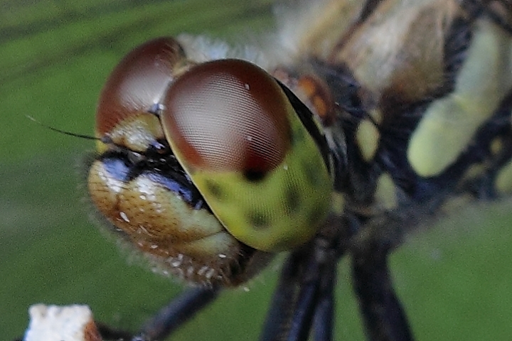 Canon Kiss X2 + Canon EF50mm F1.4 USM + Extension Tube EF12II