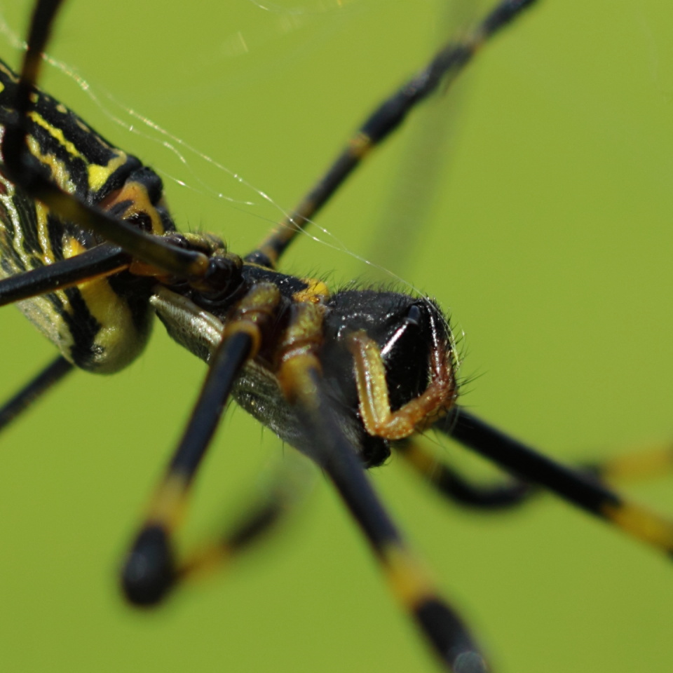 Canon EOS 60D + Canon EF50mm F1.4 USM + Extension Tube EF12II