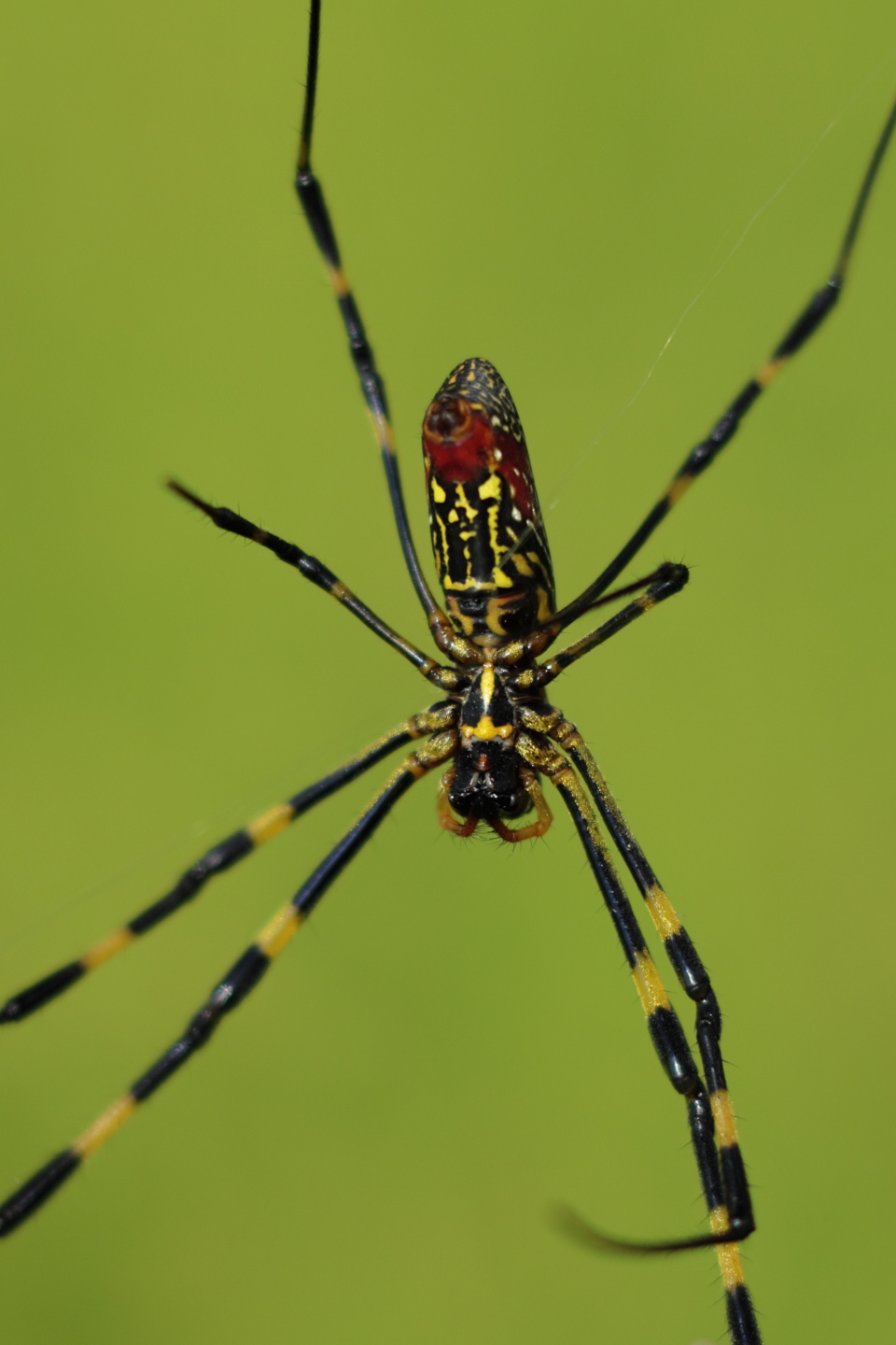 Canon EOS 60D + Canon EF50mm F1.4 USM + Extension Tube EF12II