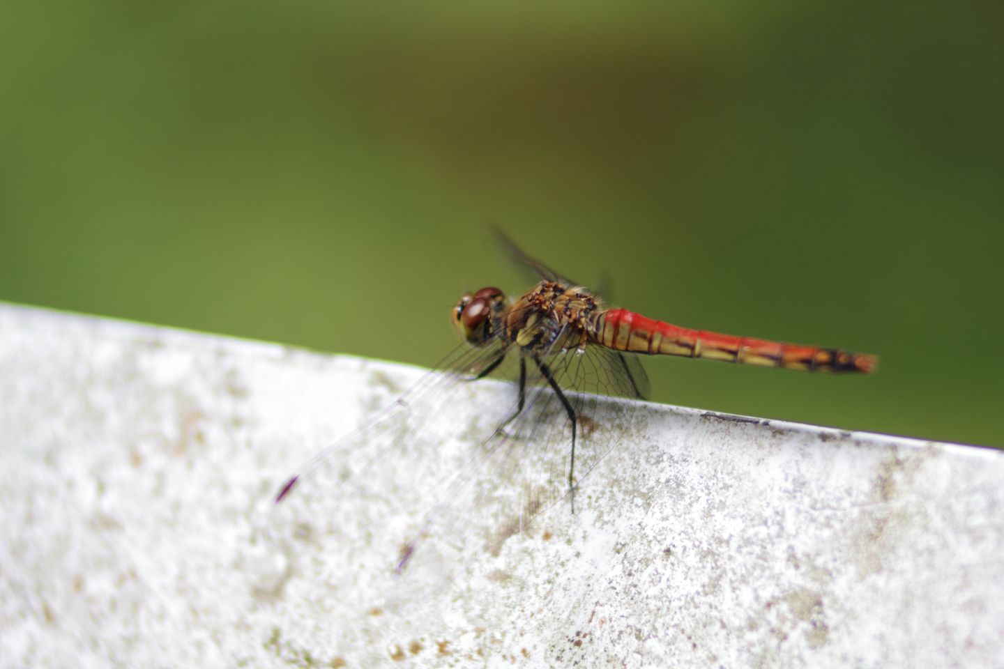 Canon EOS 60D + Canon EF100mm F2 USM + Extension Tube EF12II