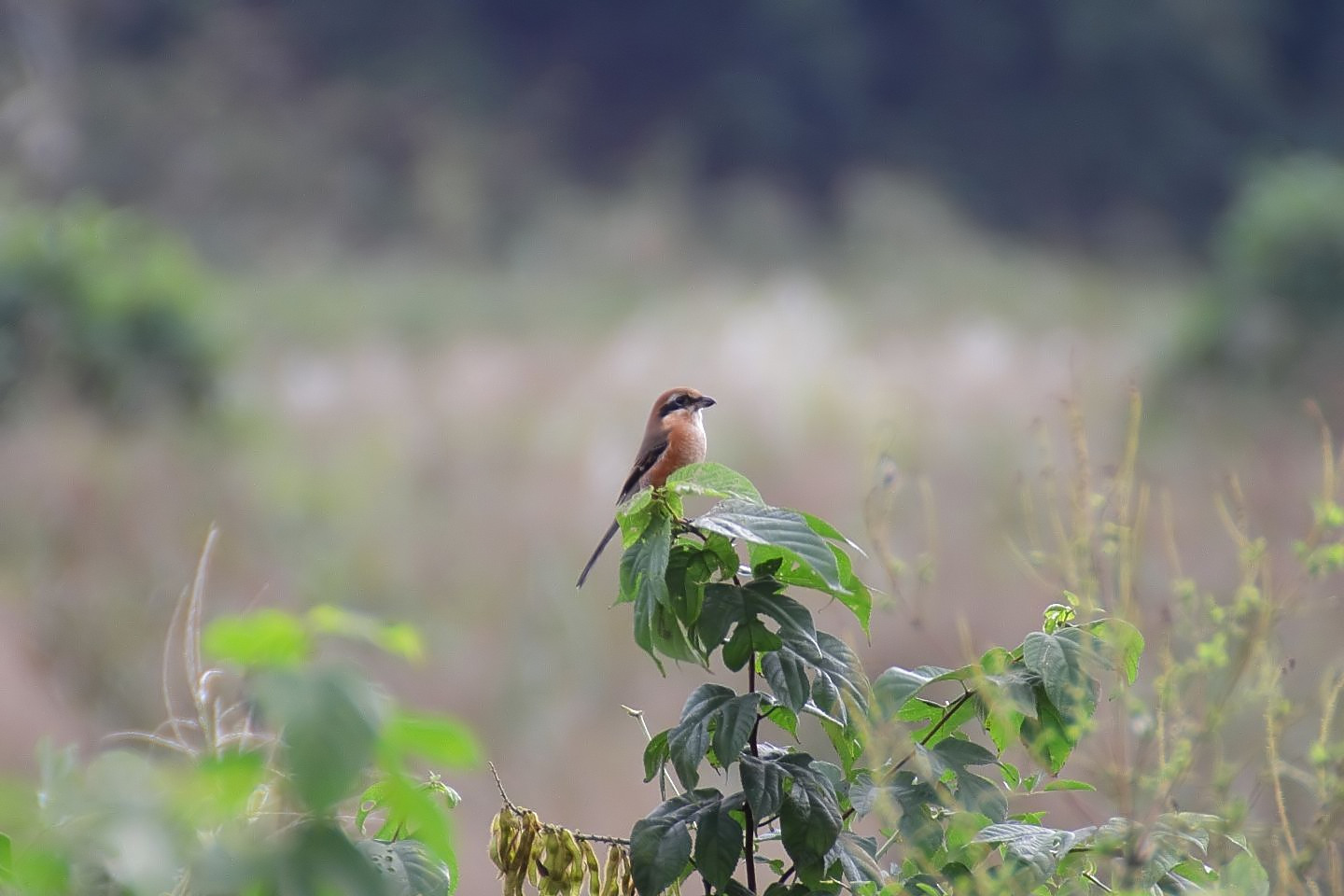 Canon EOS 60D + TAMRON SP 70-300mm F/4-5.6 Di VC USD (A005) + Kenko DIGITAL TELEPLUS PRO300 1.4X DGX