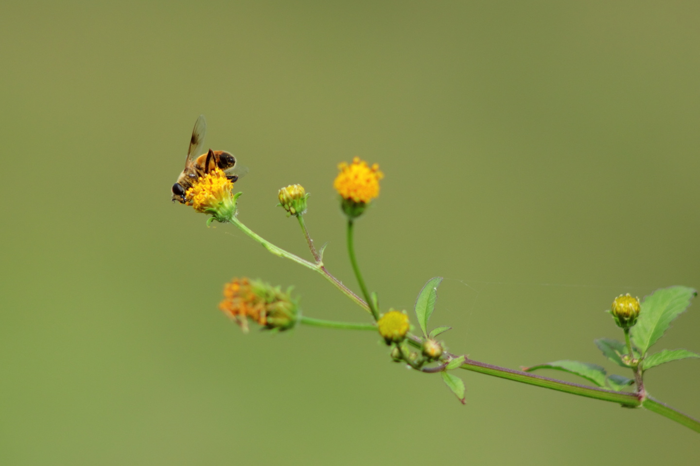 Canon EOS 60D + Canon EF100-300mm f/4.5-5.6 USM