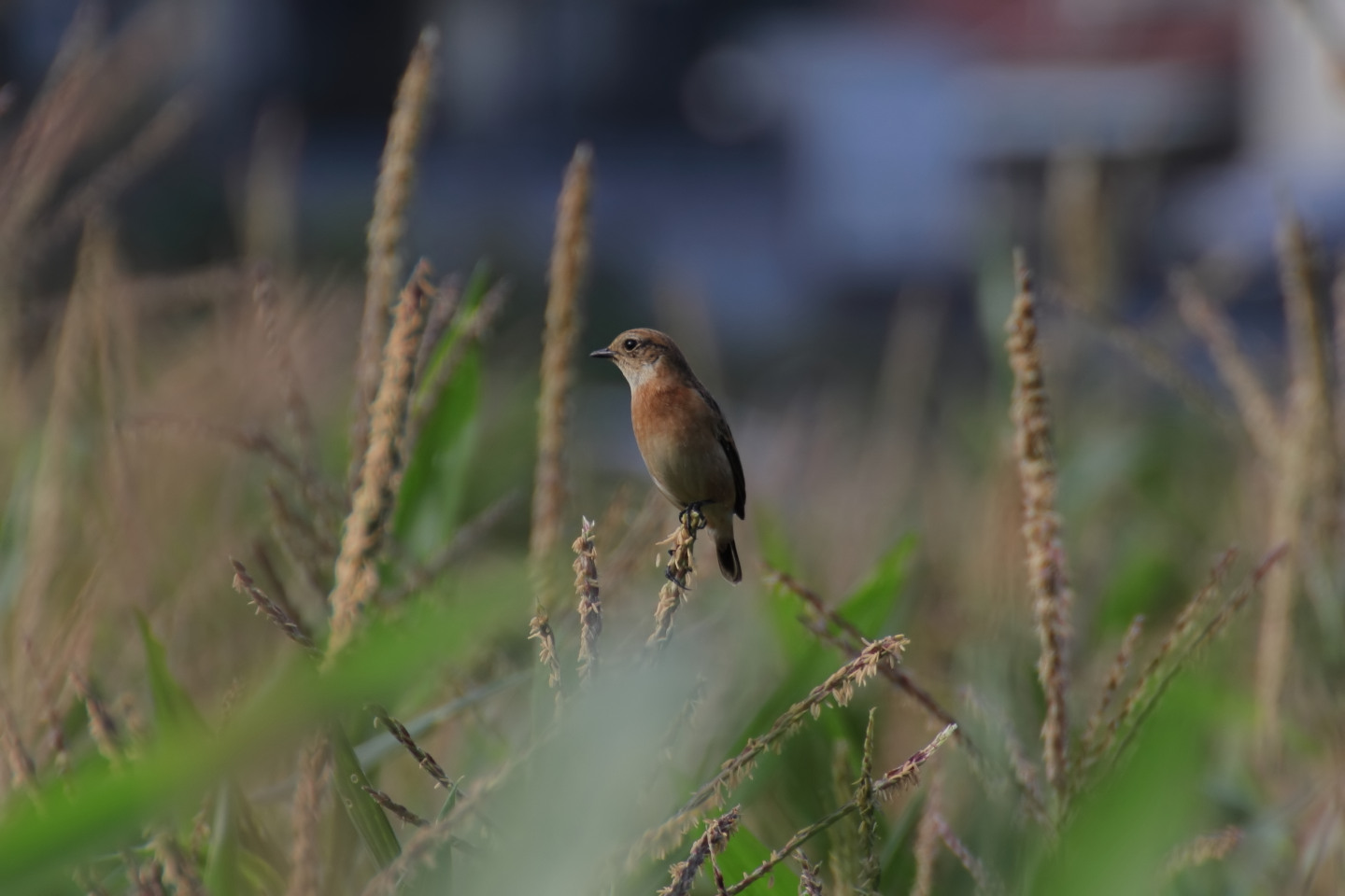 Canon EOS 60D + TAMRON SP 70-300mm F/4-5.6 Di VC USD (A005) + Kenko DIGITAL TELEPLUS PRO300 1.4X DGX