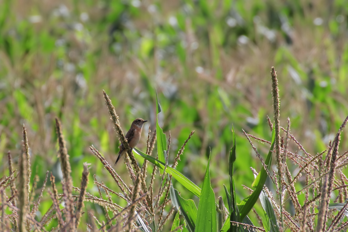 Canon EOS 60D + TAMRON SP 70-300mm F/4-5.6 Di VC USD (A005) + Kenko DIGITAL TELEPLUS PRO300 1.4X DGX