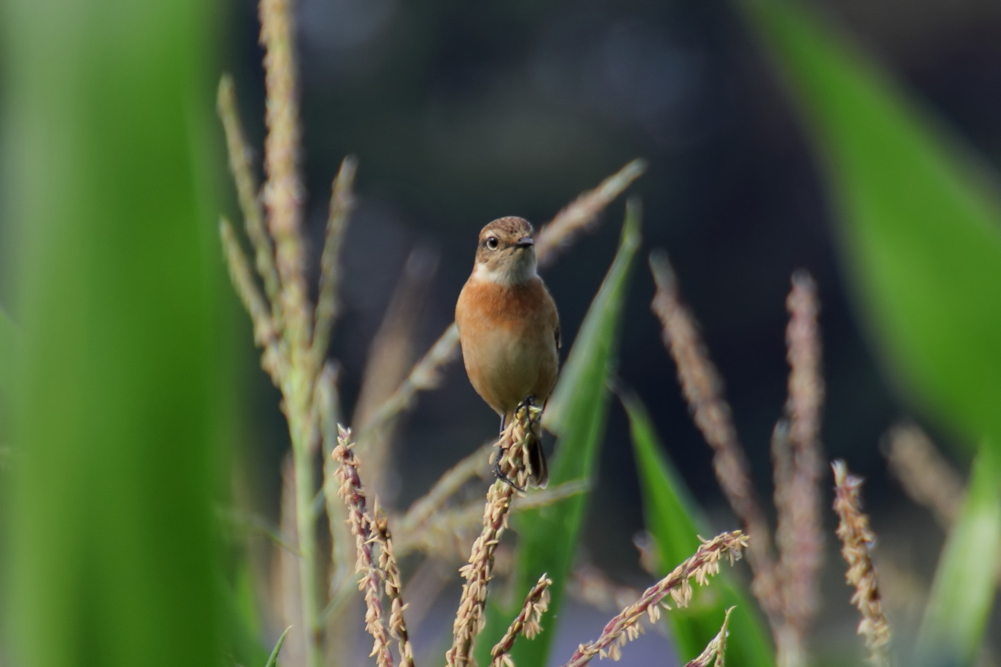 Canon EOS 60D + TAMRON SP 70-300mm F/4-5.6 Di VC USD (A005) + Kenko DIGITAL TELEPLUS PRO300 1.4X DGX