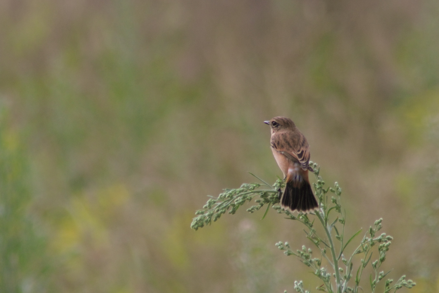 Canon EOS 60D + TAMRON AF 200-400mm F/5.6 LD-IF (75D) + Kenko DIGITAL TELEPLUS PRO300 1.4X DGX