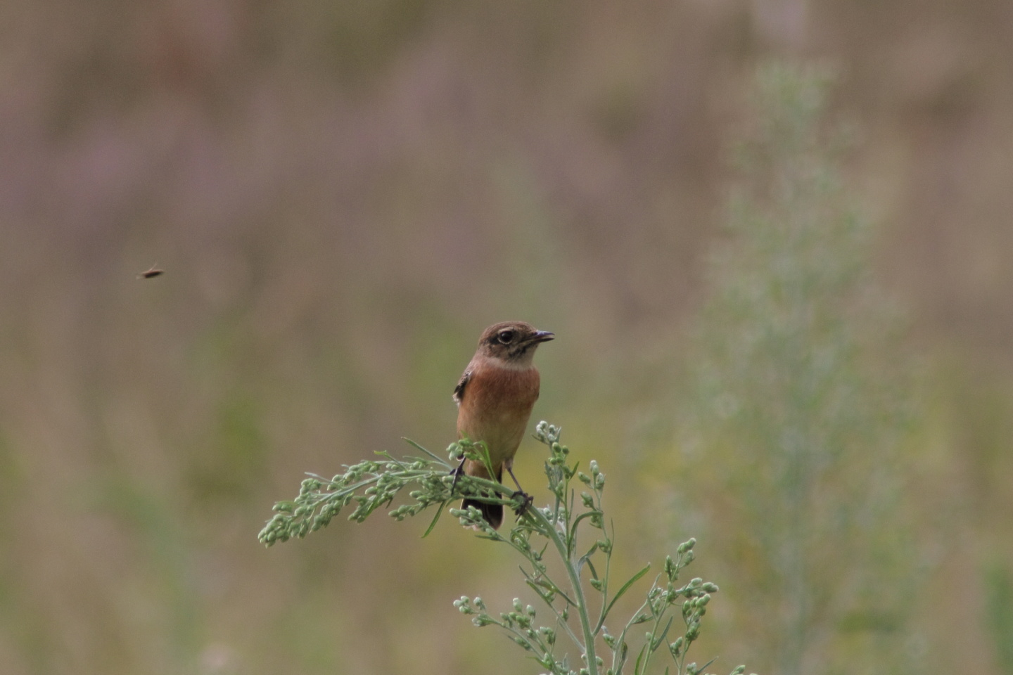 Canon EOS 60D + TAMRON AF 200-400mm F/5.6 LD-IF (75D) + Kenko DIGITAL TELEPLUS PRO300 1.4X DGX