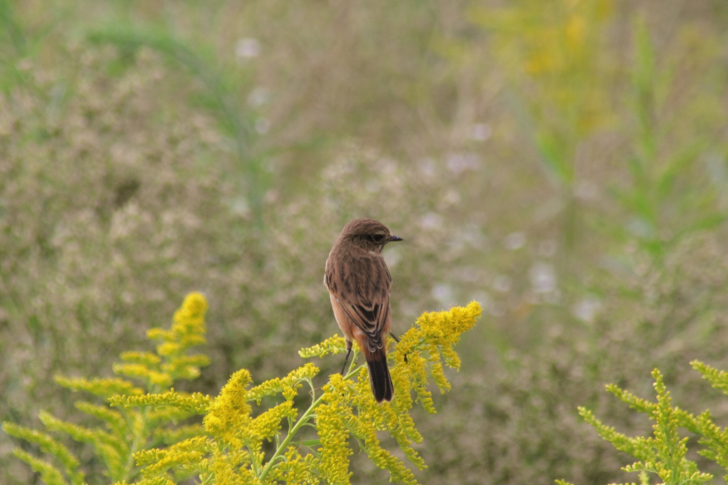 Canon EOS 60D + TAMRON AF 200-400mm F/5.6 LD-IF (75D) + Kenko DIGITAL TELEPLUS PRO300 1.4X DGX