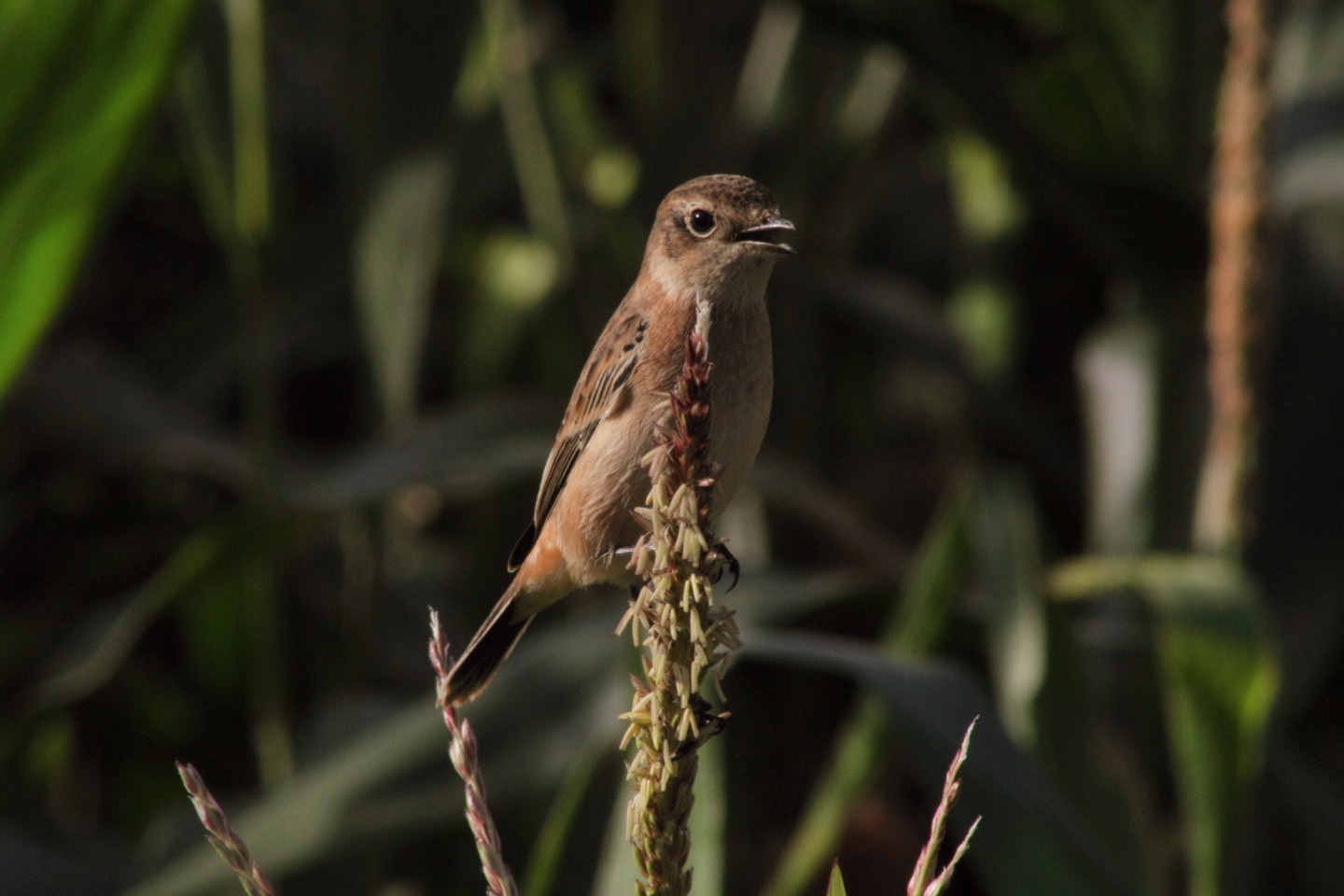 Canon EOS 60D + TAMRON AF 200-400mm F/5.6 LD-IF (75D) + Kenko DIGITAL TELEPLUS PRO300 1.4X DGX