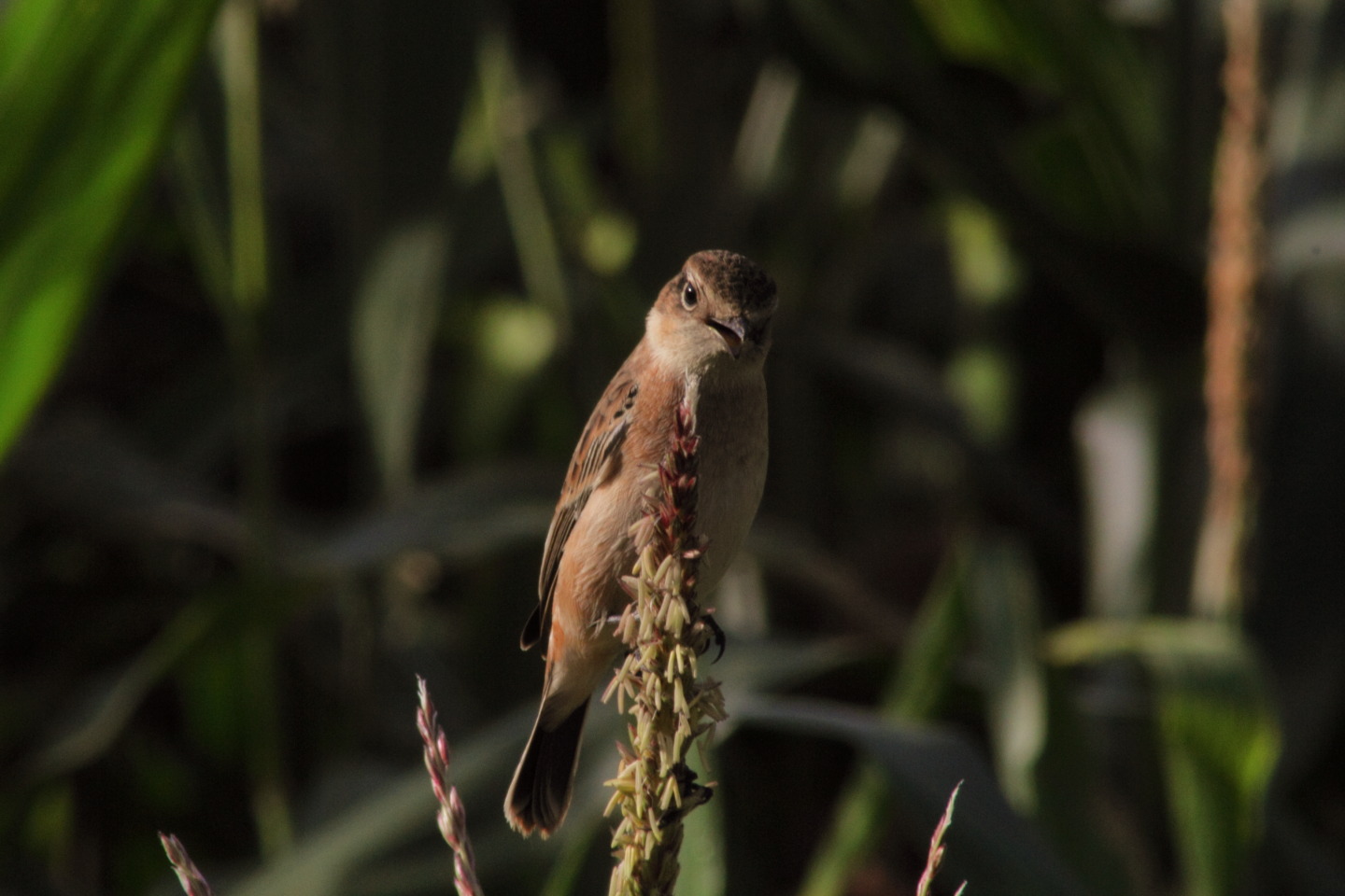 Canon EOS 60D + TAMRON AF 200-400mm F/5.6 LD-IF (75D) + Kenko DIGITAL TELEPLUS PRO300 1.4X DGX