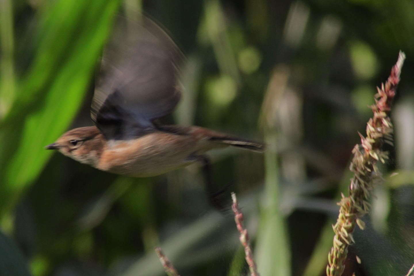 Canon EOS 60D + TAMRON AF 200-400mm F/5.6 LD-IF (75D) + Kenko DIGITAL TELEPLUS PRO300 1.4X DGX