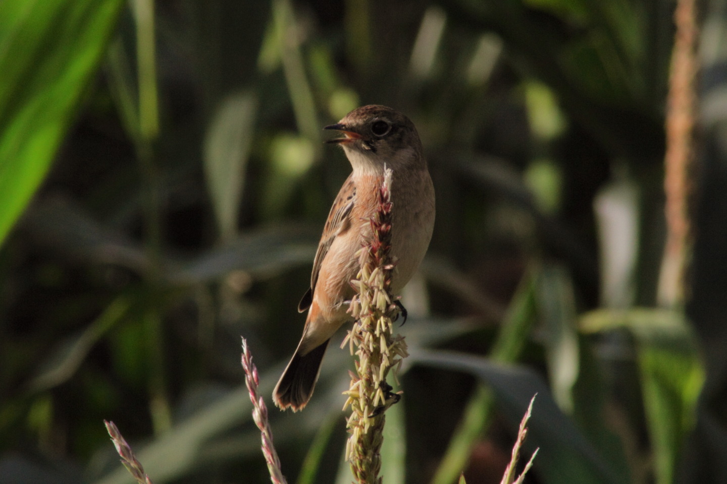 Canon EOS 60D + TAMRON AF 200-400mm F/5.6 LD-IF (75D) + Kenko DIGITAL TELEPLUS PRO300 1.4X DGX