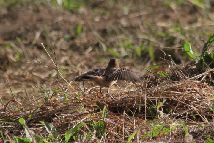 Canon EOS 60D + TAMRON AF 200-400mm F/5.6 LD-IF (75D) + Kenko DIGITAL TELEPLUS PRO300 1.4X DGX