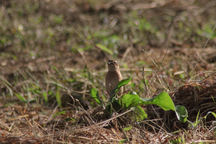 Canon EOS 60D + TAMRON AF 200-400mm F/5.6 LD-IF (75D) + Kenko DIGITAL TELEPLUS PRO300 1.4X DGX