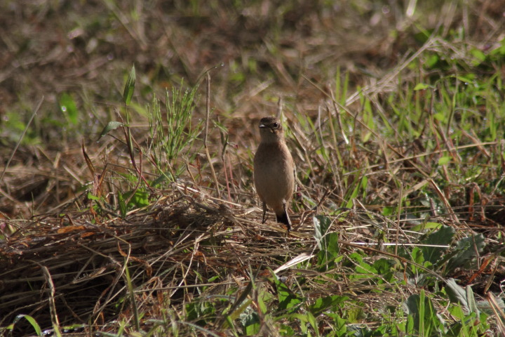 Canon EOS 60D + TAMRON AF 200-400mm F/5.6 LD-IF (75D) + Kenko DIGITAL TELEPLUS PRO300 1.4X DGX