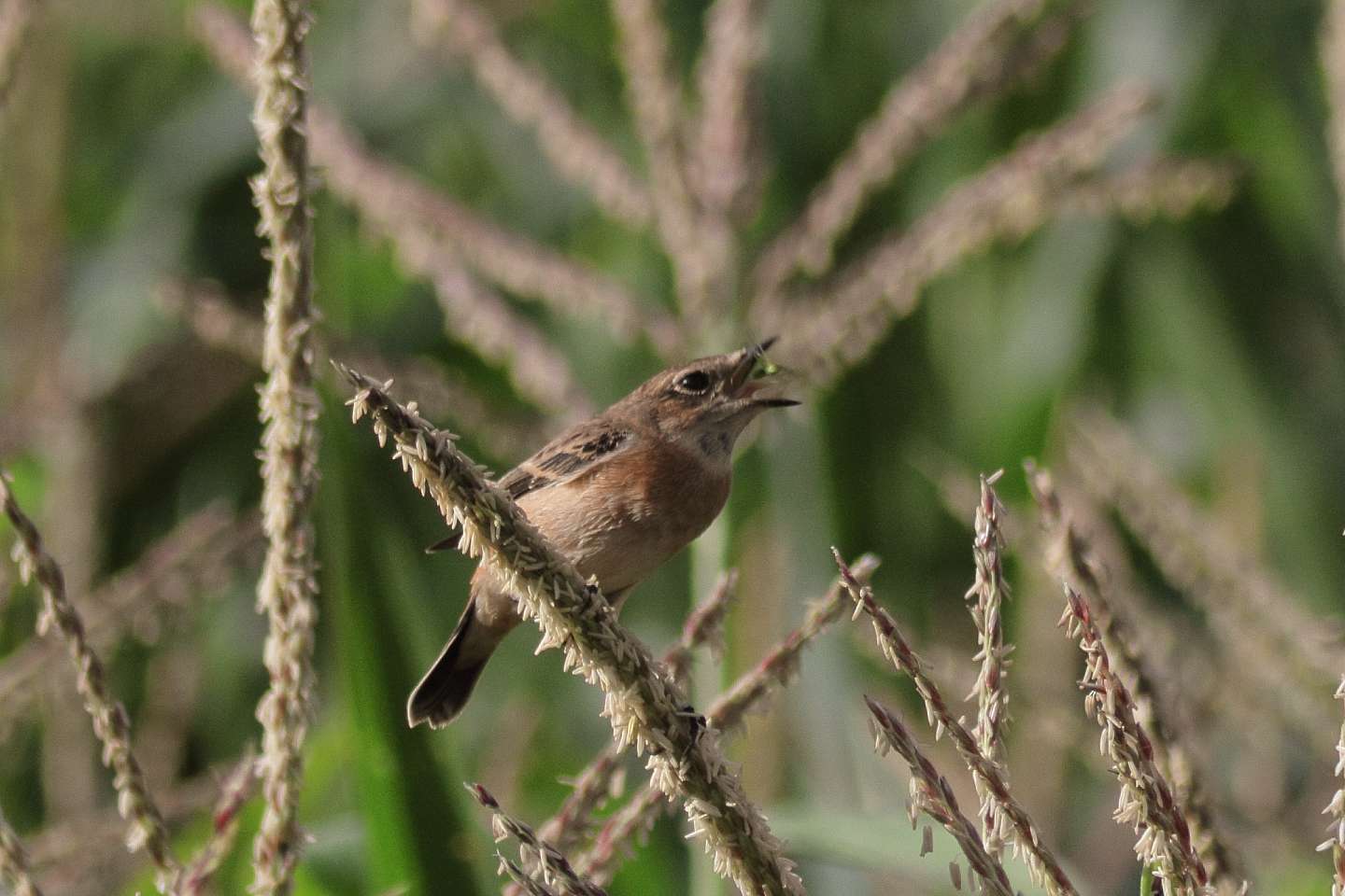 Canon EOS 60D + TAMRON AF 200-400mm F/5.6 LD-IF (75D) + Kenko DIGITAL TELEPLUS PRO300 1.4X DGX