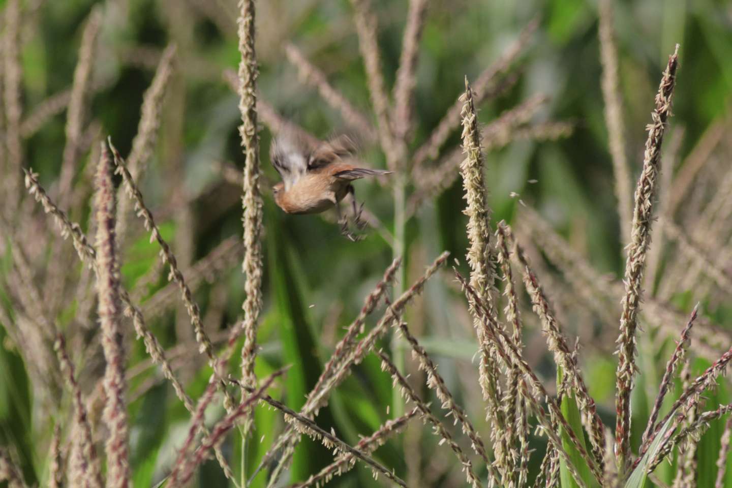 Canon EOS 60D + TAMRON AF 200-400mm F/5.6 LD-IF (75D) + Kenko DIGITAL TELEPLUS PRO300 1.4X DGX