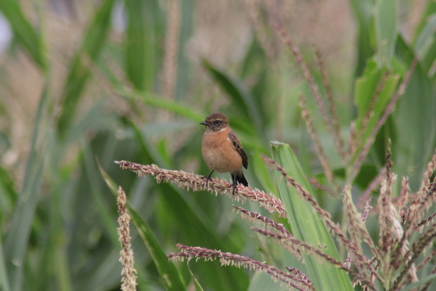 Canon EOS 60D + TAMRON AF 200-400mm F/5.6 LD-IF (75D) + Kenko DIGITAL TELEPLUS PRO300 1.4X DGX