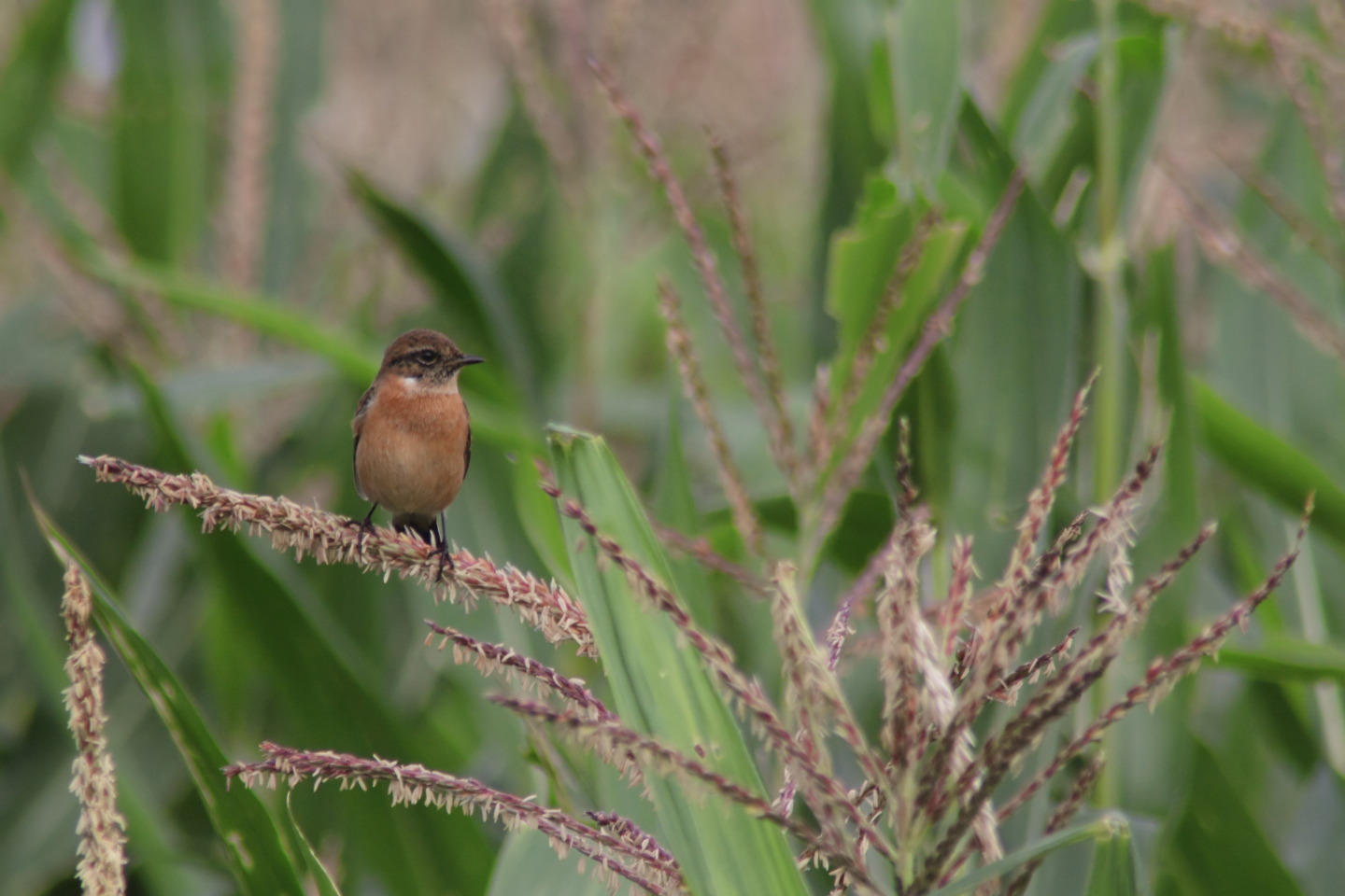 Canon EOS 60D + TAMRON AF 200-400mm F/5.6 LD-IF (75D) + Kenko DIGITAL TELEPLUS PRO300 1.4X DGX