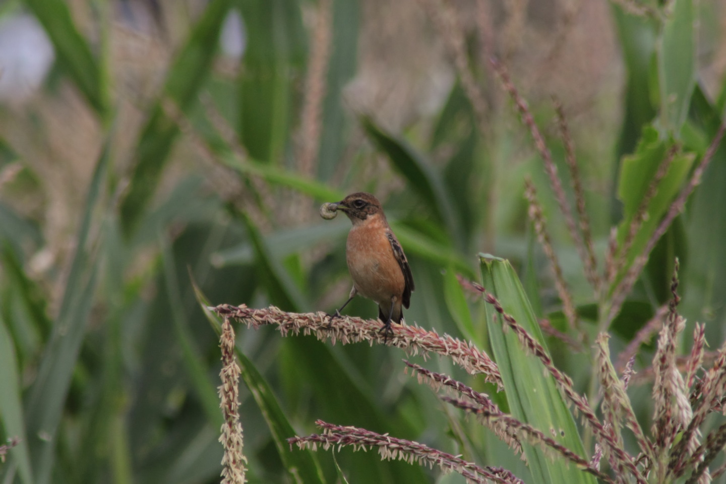 Canon EOS 60D + TAMRON AF 200-400mm F/5.6 LD-IF (75D) + Kenko DIGITAL TELEPLUS PRO300 1.4X DGX