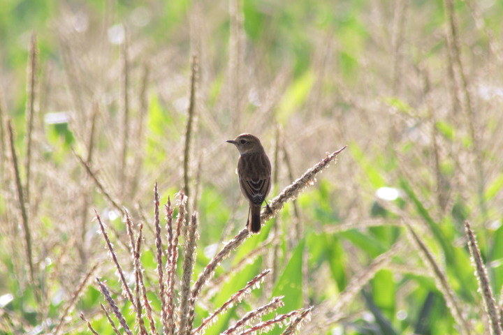 Canon EOS 60D + TAMRON AF 200-400mm F/5.6 LD-IF (75D) + Kenko DIGITAL TELEPLUS PRO300 1.4X DGX