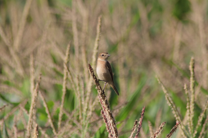 Canon EOS 60D + TAMRON AF 200-400mm F/5.6 LD-IF (75D) + Kenko DIGITAL TELEPLUS PRO300 1.4X DGX