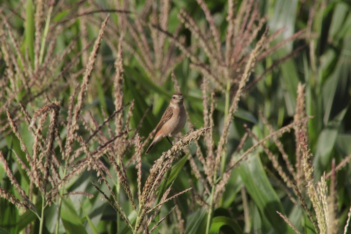 Canon EOS 60D + TAMRON AF 200-400mm F/5.6 LD-IF (75D) + Kenko DIGITAL TELEPLUS PRO300 1.4X DGX