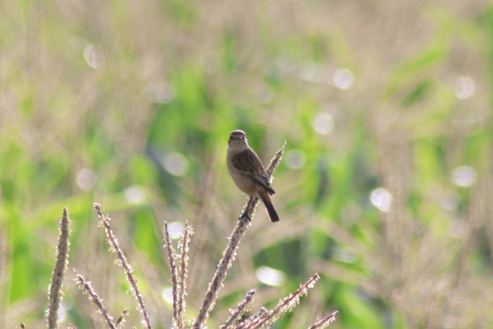 Canon EOS 60D + TAMRON AF 200-400mm F/5.6 LD-IF (75D) + Kenko DIGITAL TELEPLUS PRO300 1.4X DGX