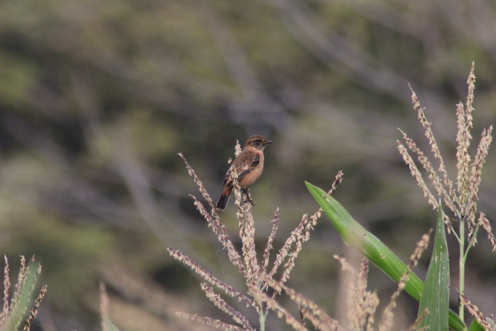 Canon EOS 60D + TAMRON AF 200-400mm F/5.6 LD-IF (75D) + Kenko DIGITAL TELEPLUS PRO300 1.4X DGX