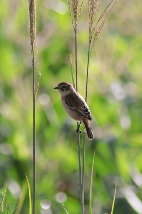 Canon EOS 60D + TAMRON AF 200-400mm F/5.6 LD-IF (75D) + Kenko DIGITAL TELEPLUS PRO300 1.4X DGX