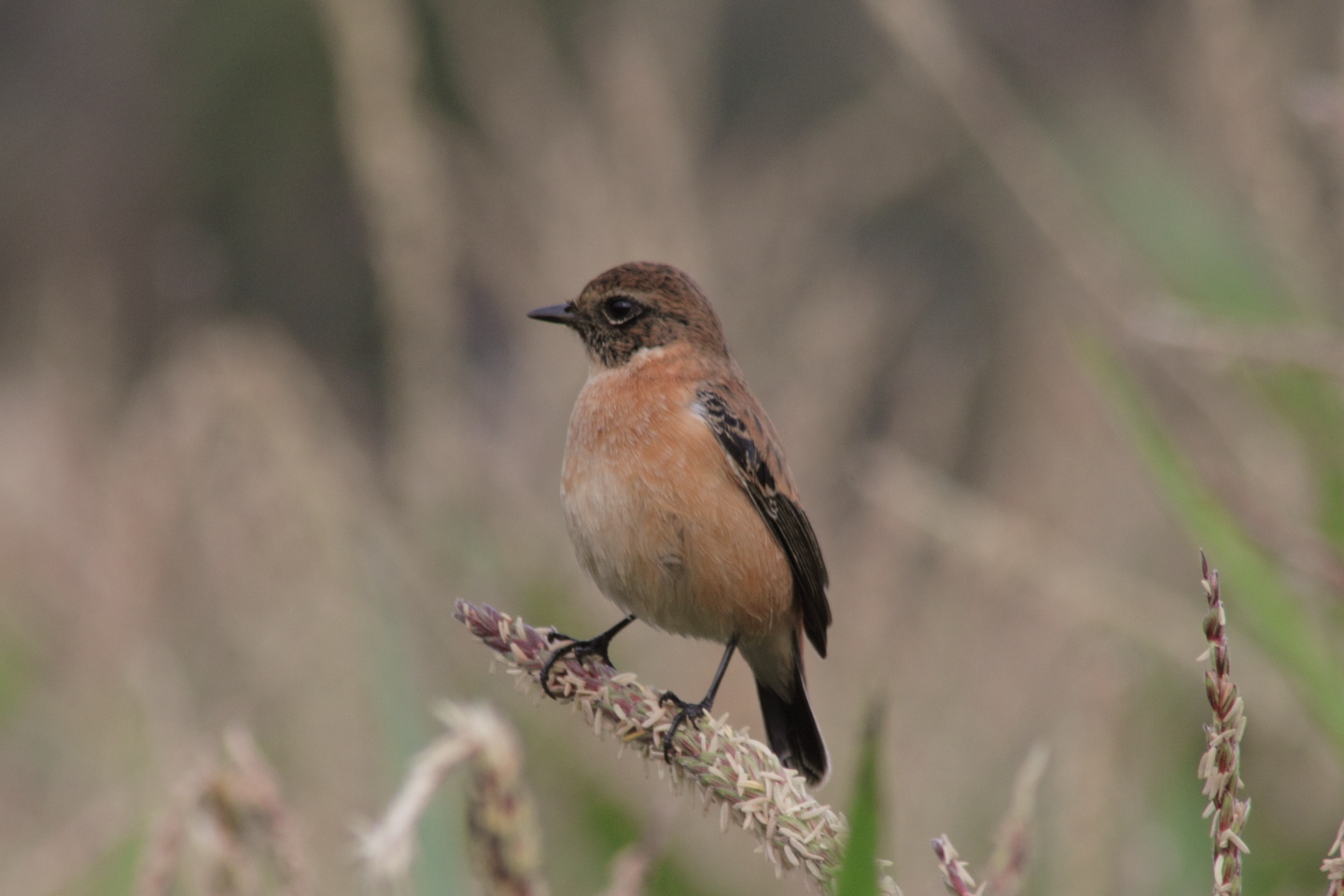 Canon EOS 60D + TAMRON AF 200-400mm F/5.6 LD-IF (75D) + Kenko DIGITAL TELEPLUS PRO300 1.4X DGX