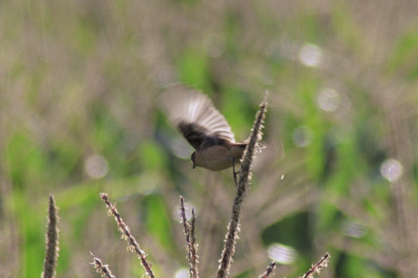 Canon EOS 60D + TAMRON AF 200-400mm F/5.6 LD-IF (75D) + Kenko DIGITAL TELEPLUS PRO300 1.4X DGX