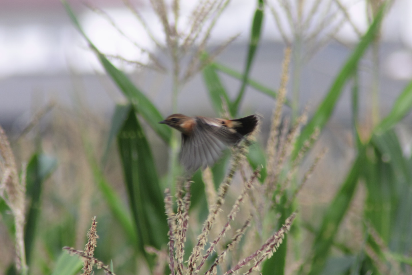 Canon EOS 60D + TAMRON AF 200-400mm F/5.6 LD-IF (75D) + Kenko DIGITAL TELEPLUS PRO300 1.4X DGX