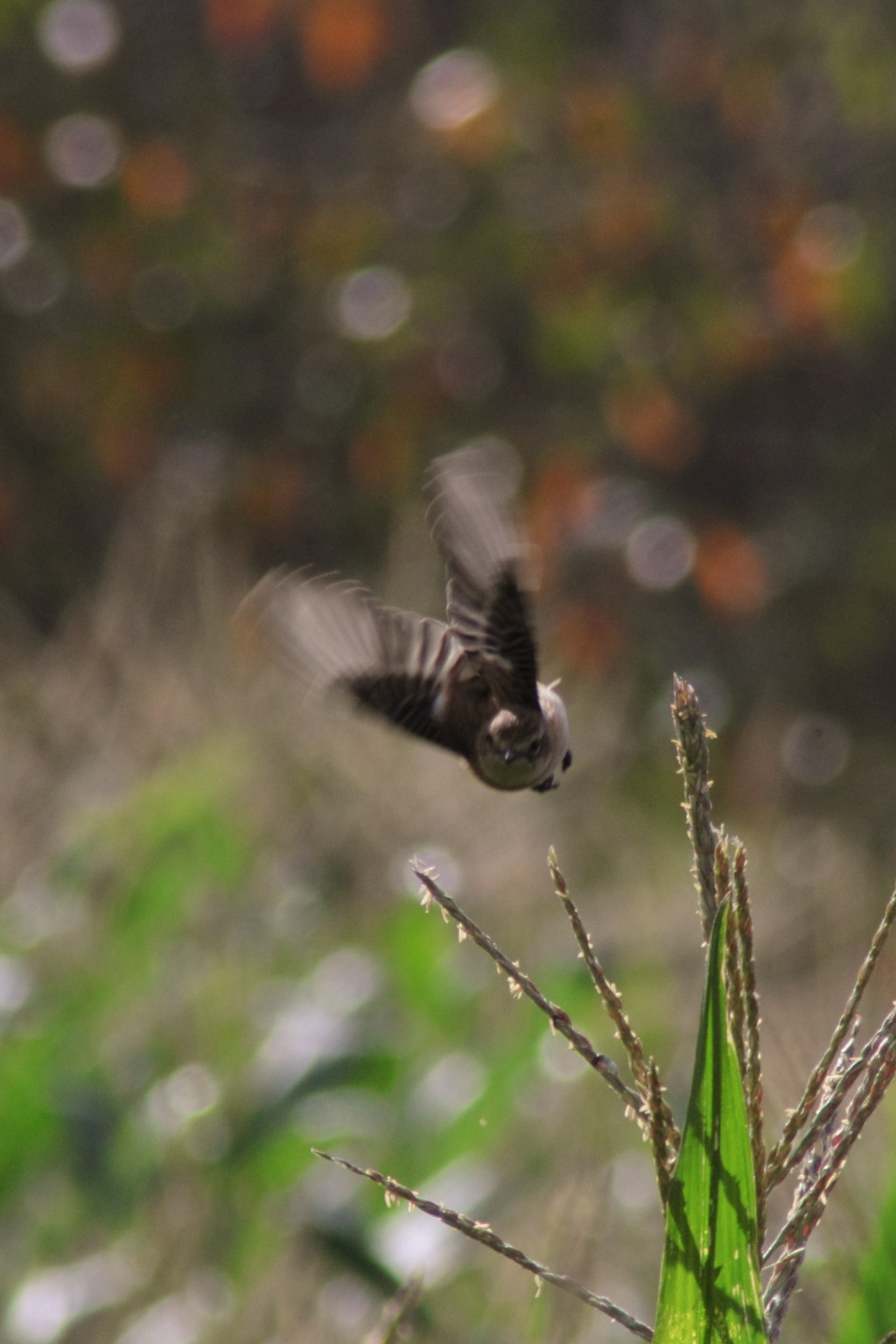 Canon EOS 60D + TAMRON AF 200-400mm F/5.6 LD-IF (75D) + Kenko DIGITAL TELEPLUS PRO300 1.4X DGX