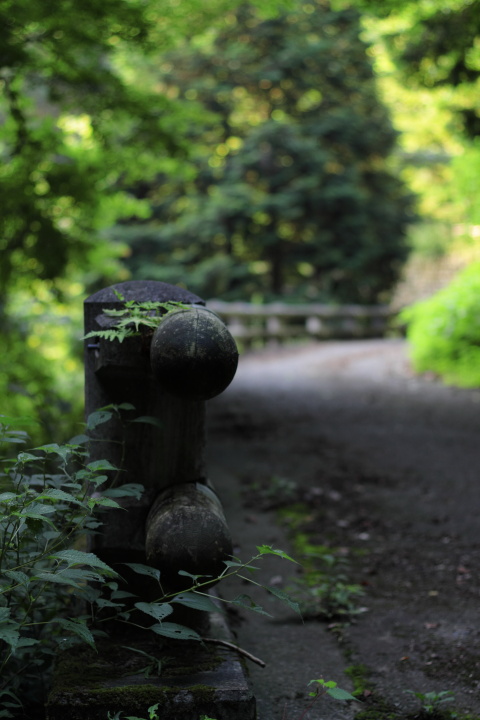 Canon EOS 60D + Canon EF50mm F1.4 USM