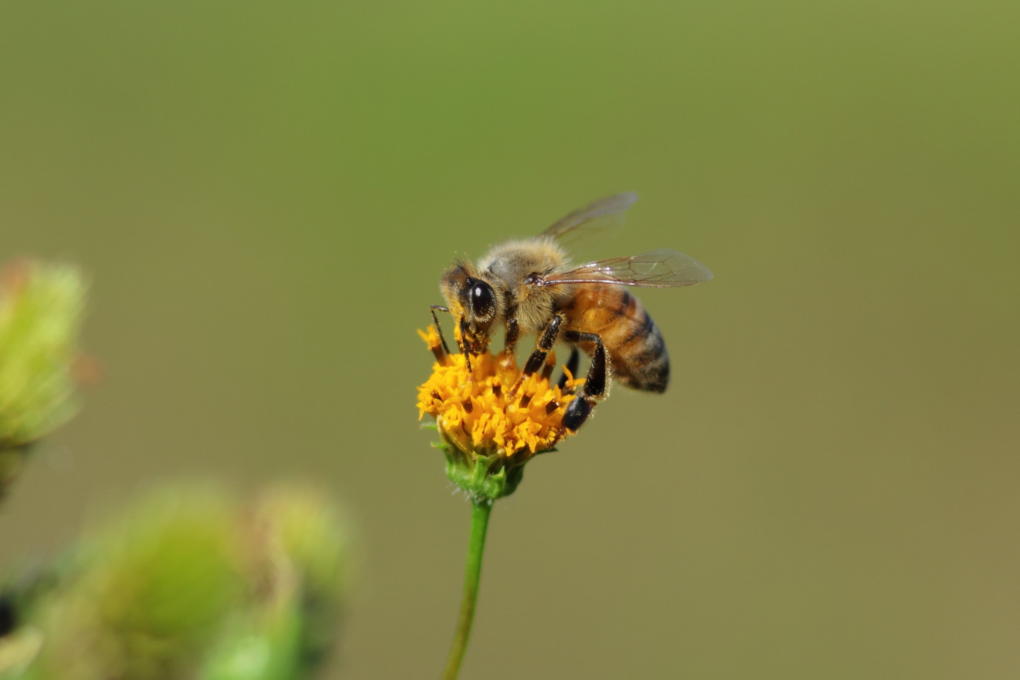 Canon EOS 60D + Canon EF100mm F2 USM + Extension Tube EF12II