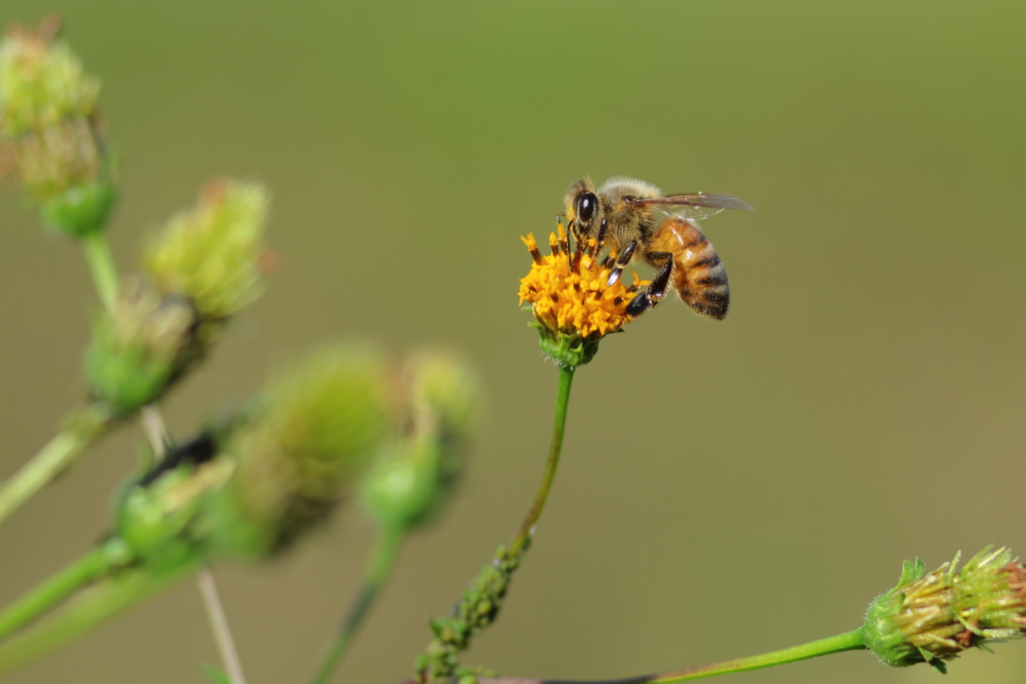 Canon EOS 60D + Canon EF100mm F2 USM + Extension Tube EF12II