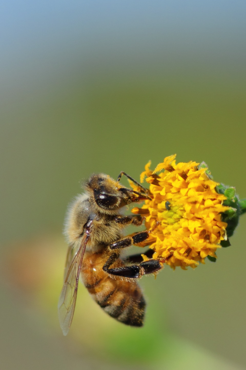 Canon EOS 60D + Canon EF100mm F2 USM + Extension Tube EF12II