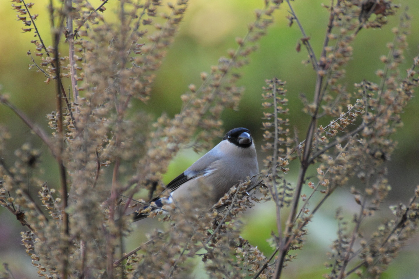 Canon EOS 60D + TAMRON SP 70-300mm F/4-5.6 Di VC USD (A005)