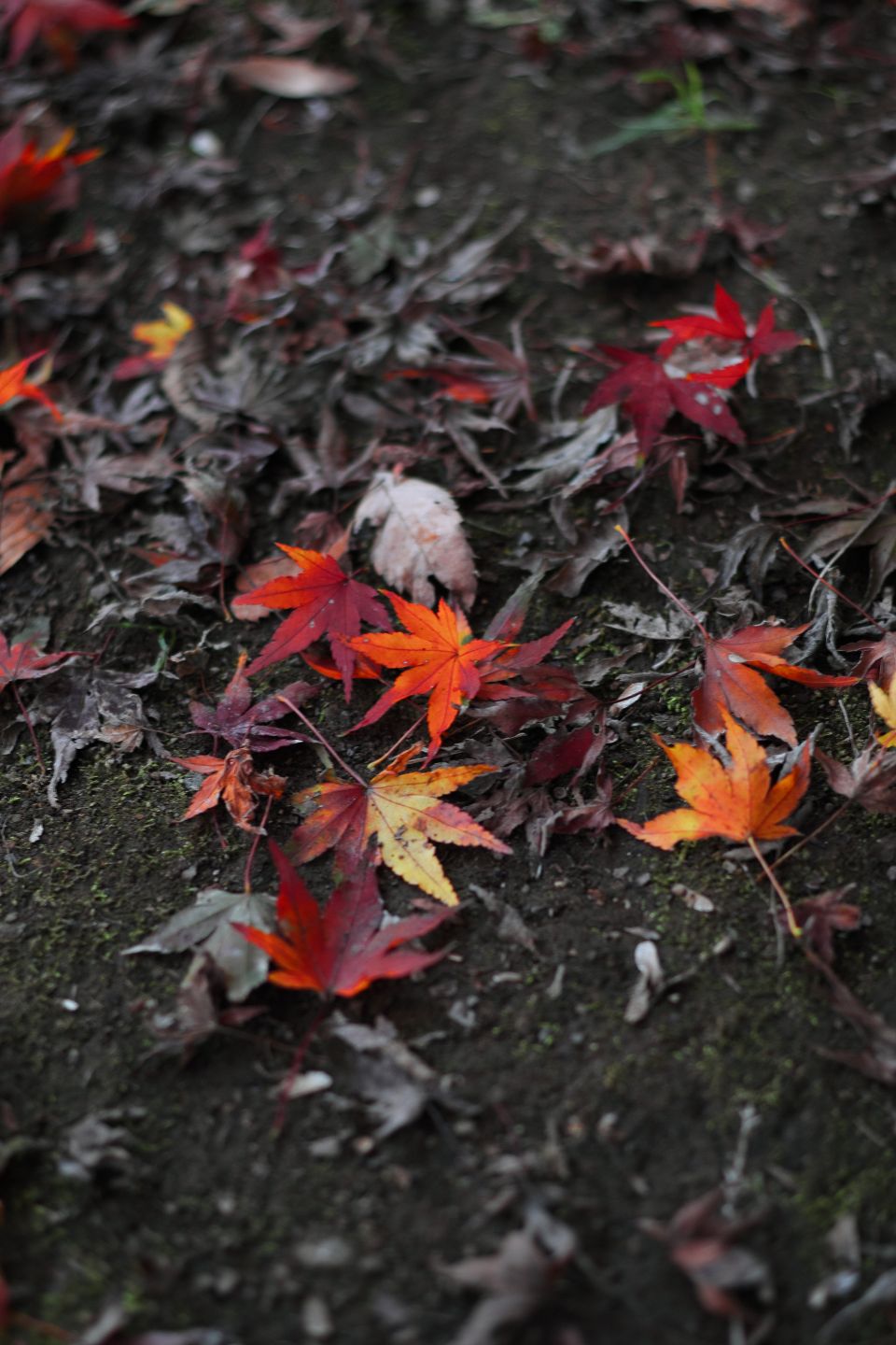 Canon EOS Kiss X2 + Canon EF50mm F1.4 USM + Kenko C-PL