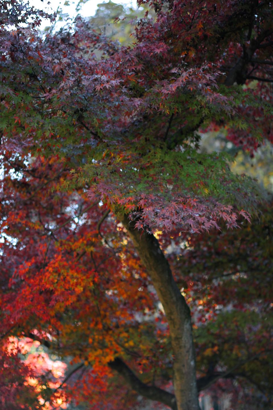 Canon EOS Kiss X2 + Canon EF50mm F1.4 USM + Kenko C-PL