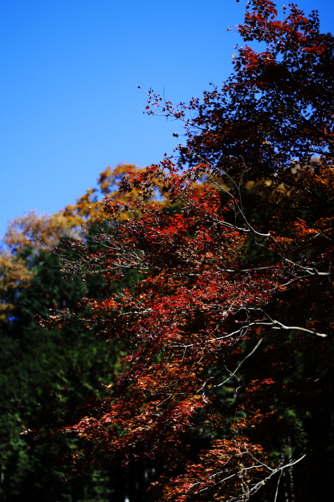 Canon EOS Kiss X2 + Canon EF50mm F1.4 USM + Kenko C-PL