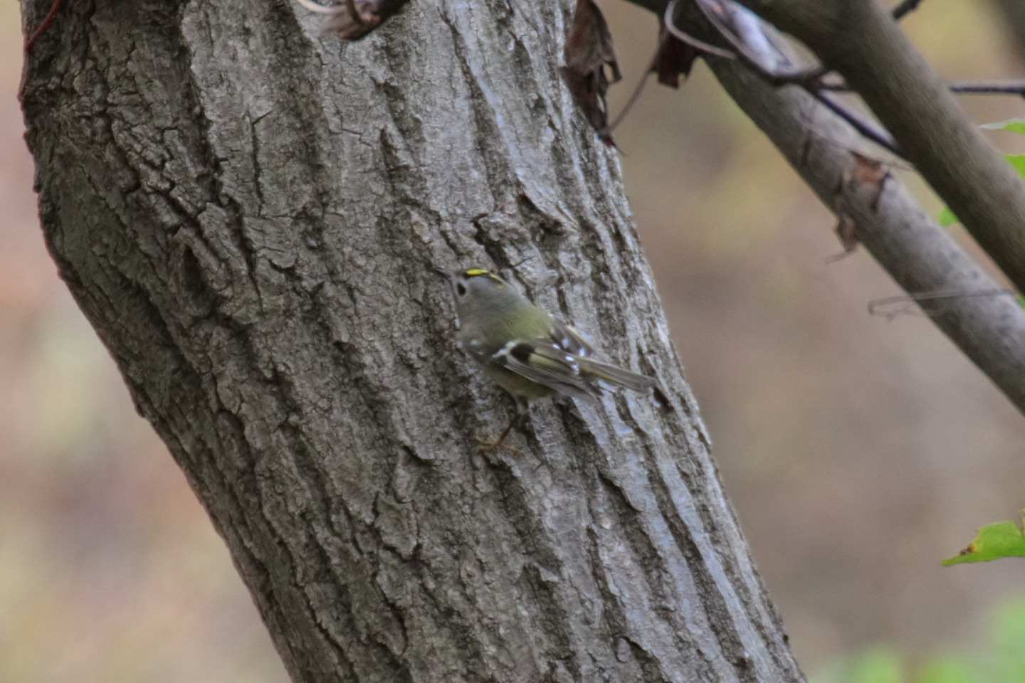 Canon EOS 60D + TAMRON SP 70-300mm F/4-5.6 Di VC USD (A005) + Kenko DIGITAL TELEPLUS PRO300 1.4X DGX