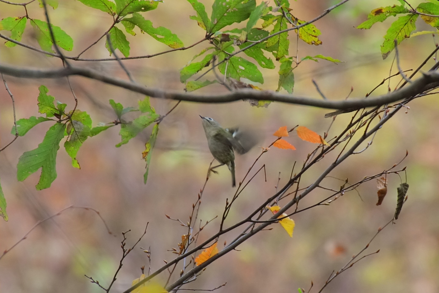 Canon EOS 60D + TAMRON SP 70-300mm F/4-5.6 Di VC USD (A005) + Kenko DIGITAL TELEPLUS PRO300 1.4X DGX