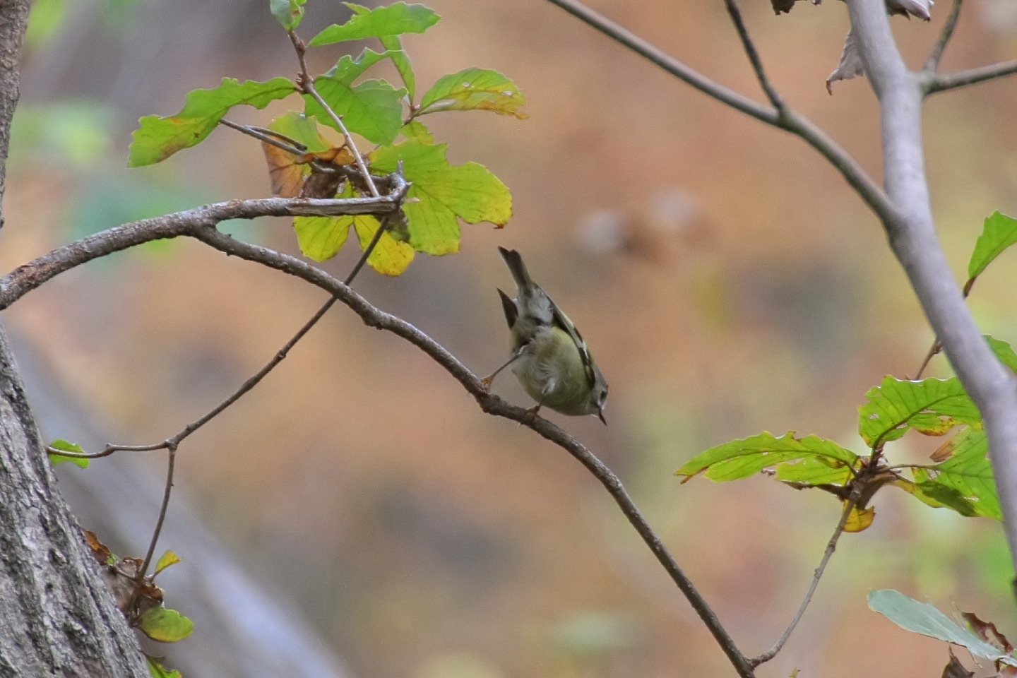 Canon EOS 60D + TAMRON SP 70-300mm F/4-5.6 Di VC USD (A005) + Kenko DIGITAL TELEPLUS PRO300 1.4X DGX