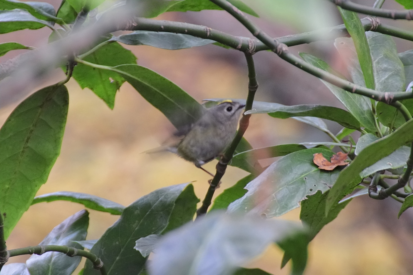 Canon EOS 60D + TAMRON SP 70-300mm F/4-5.6 Di VC USD (A005) + Kenko DIGITAL TELEPLUS PRO300 1.4X DGX